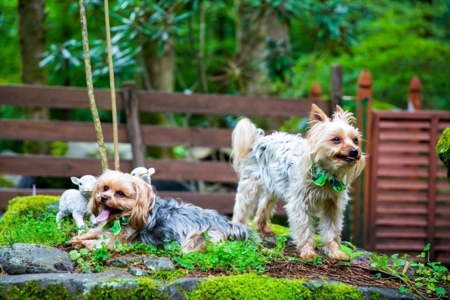 セルム北軽井沢