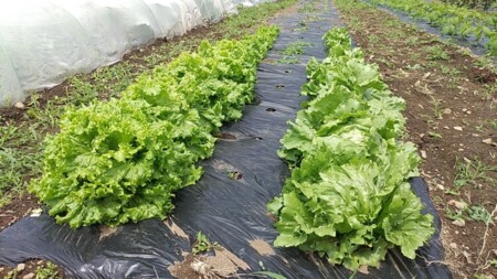 富士見テラスガーデン別荘